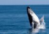 El retozar de las ballenas en la bahía de Samaná, un espectáculo natural